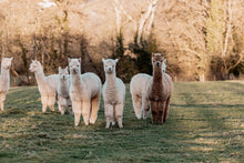 Load image into Gallery viewer, UK Alpaca - Superfine DK
