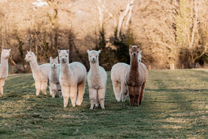 UK Alpaca - Superfine DK