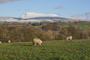 Wenning Wool - Masham
